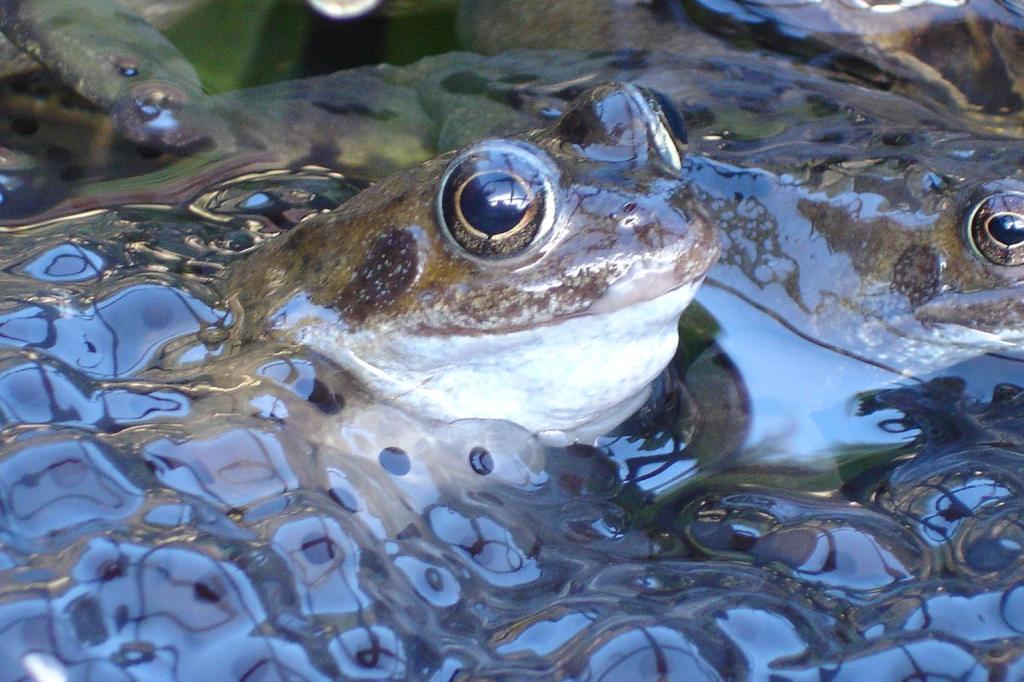 How to help Frog Spawn
