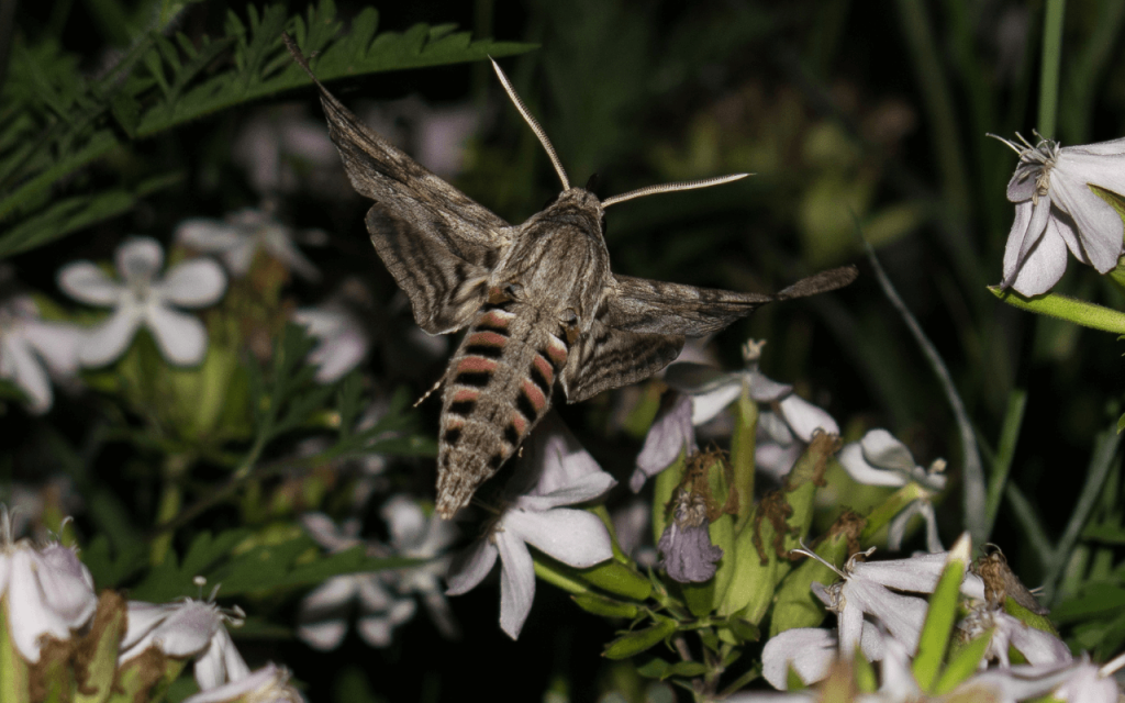 Evening Plants for Moths